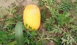 52吃瓜爆料免費(fèi)吃瓜視頻,免費(fèi)暢享熱門(mén)吃瓜視頻盛宴