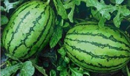 吃瓜網(wǎng)官網(wǎng),帶你領(lǐng)略網(wǎng)絡(luò)娛樂(lè)資訊的盛宴