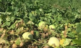 今日吃瓜 今日吃瓜地址,探尋熱門話題背后的真相與趣味