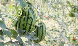 今日吃瓜熱門大瓜必看大瓜網(wǎng)紅,揭秘網(wǎng)紅大瓜，吃瓜群眾必看！