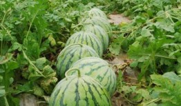 今日必吃大瓜每日吃瓜fun 吃瓜網(wǎng)每日大賽,跟隨吃瓜網(wǎng)，暢享瓜界盛宴