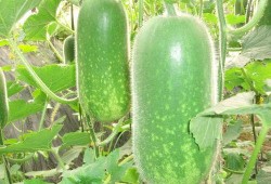 今日吃瓜熱門大瓜每日更新51,51期精彩內(nèi)容速覽