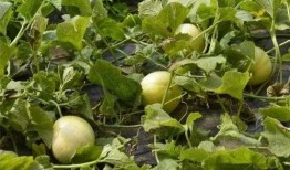 今日吃瓜 今日吃瓜地址,探尋熱門話題背后的真相與趣味