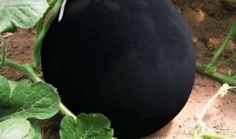 黑瓜吃料網(wǎng),揭秘美食背后的故事與營養(yǎng)秘密