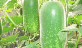 今日必吃大瓜每日吃瓜fun 吃瓜網(wǎng)每日大賽,跟隨吃瓜網(wǎng)，暢享瓜界盛宴