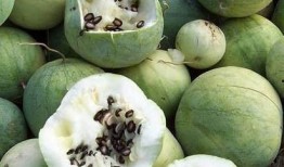 吃瓜黑料,吃瓜黑料背后的真相與反思